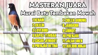 MASTERAN JUARA MURAI BATU GACOR 100% AMPUH JADIKAN MURAI BATU ANDA LANGSUNG BONGKAR ISIAN LOMBA