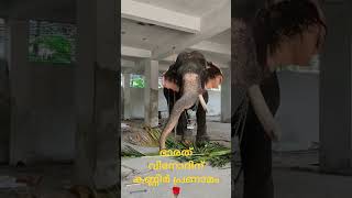 ഭാരത്  വിനോദിന് കണ്ണീർ പ്രണാമം 🌹 #elephant #bharath vinod