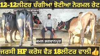 12-12ਲੀਟਰ ਵਾਲੀਆ ਝੋਟੀਆ ਅਤੇ 1 ਗਾਂ ਵੀਕਾਓ। Buffalo and cow for sale/vadiya farm/18-12-24