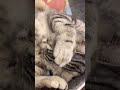 猫ちゃんの困った寝が、可愛い☺️ cat アメショ アメリカンショートヘア