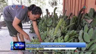 Mengais Rezeki dengan Jualan Pisang Mentah - BK 08/10/2019