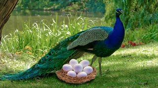 How Peahen Laying Eggs And The Eggs Hatching To Cute Peachick
