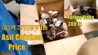 ভাল জাতের Asil Chicken price | asil for sale at tongi bird market in Bangladesh | aseel murga