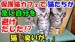 保護猫カフェに行くと何故か急に猫たちが自分を避けるように!?「死の臭いがする」と言われ..【猫の不思議な話】【朗読】