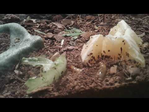 Superworms Superworms