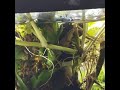 Pothos growing completely submerged!!!!