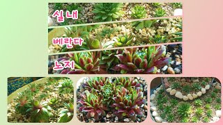 바위솔을 실내,베란다,노지 비교해보기^^ 🌱