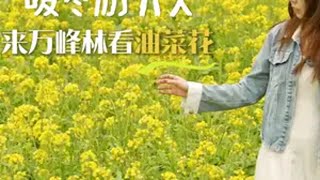 推开窗就能见山野的生活，就是万峰林的田园牧歌万峰林油菜花开了 万峰林的油菜花有多美 春天的花是冬天的梦 油菜花