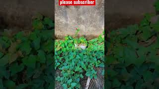 পাশে থাকলে পাশে পাবেন। ফুল পরিচিতি। #garden #love