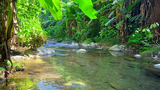 Relax in the Beautiful Forest, Gentle Stream and Chirping Birds, Nature Sounds, Calming White Noise