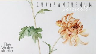 Chrysanthemum in Watercolor - How to paint Chrysanthemum in watercolor