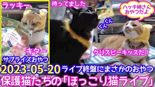 2023ｰ05−20 保護猫たちの「ほっこり猫ライブ」ハッチ＆マック＋黒猫めめ Cat live Stream in Japan -Cat Life TV