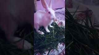 #cute #rabbit #love #trending #viralvideo #virslshorts #bunny #animals #trendingshorts #pets #bannu