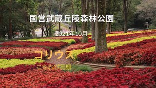 国営武蔵丘陵森林公園を歩いて🌸コリウスの世界へ🌸写真スライドショー2021年10月