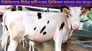 উন্নত নিউজিল্যান্ড বীটের ADL হাই কোয়ালিটি রানীশংকর ফ্রিজিয়ান বকনার দাম জানুন ঈশ্বরদী পাবনা cow farm