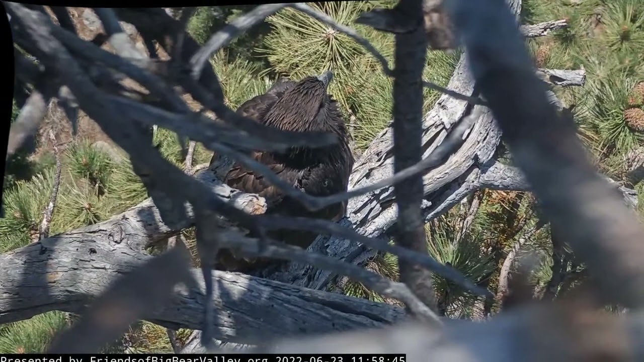 Midsummer Morning In The Nest Big Bear Bald Eagle Live Nest Cam /Big ...