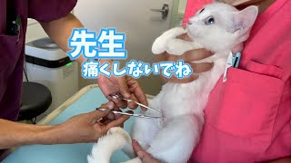 【抜糸】白猫ちゃんの先生をみつめる目が可愛すぎた