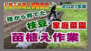 種から育てた枝豆の苗植え作業～庭の家庭菜園でやってる作業 2021年版　農作業に挑戦中！私の野菜栽培記録