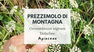 PREZZEMOLO DI MONTAGNA - Mountain-parsley - Oreoselinum nigrum Delarbre - Apiaceae