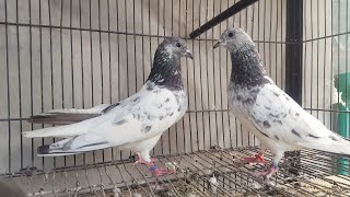 Sialkoti Chohay Breed Old Bloodline-Pure Breed 2020 || Hashim Mahmood Pigeons