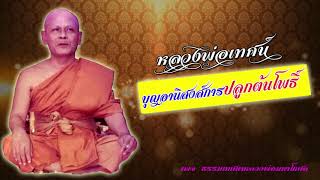 หลวงพ่อมหาโกศล  #ธรรม# อานิสงส์การปลูกต้นโพธิ์