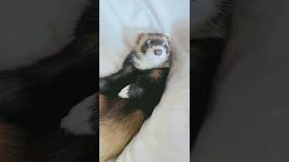 動かなすぎイタチ#フェレット #フェレットのいる生活 #ferret #可愛い #癒し #動かない #オキシトシン #セロトニン