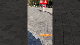 【超ショート】大ママに向かって走るウラン🐶【シュナウザーとの日常】