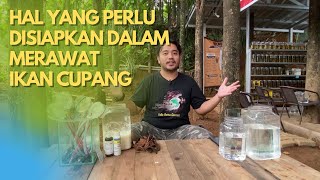 WAJIB NONTON!! HAL YANG PERLU DISIAPKAN DALAM MERAWAT IKAN CUPANG