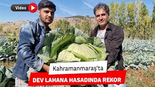 Kahramanmaraş'ta dev lahana hasadında rekor