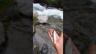 Trout Fishing in the North Pakistan 🇵🇰 #destination #explore #travel #unseen #fishing #pakistan