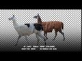 Llama walking. Isolated and cyclic animation. Alpha channel.