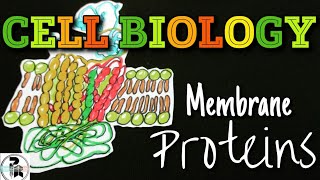 Cell membrane proteins @paperpenbiology |GPI anchored proteins|Cell membrane structure