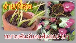 วิธีขยายพันธุ์บอนสีแบบง่ายๆใครๆก็ทำได้  caladium