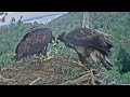 White-tailed eagles | Eagle dad brings fish and both eaglets self feeding | July 09, 2024