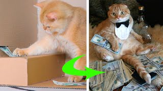 Cat vs ATM. How does it work? | Funny Cat Reaction | Woa Kitty