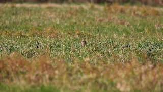 コミミズク 秋田県大潟村 2017.11.19