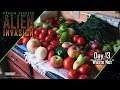 Alien Invasion: Day 13 (Praxis Prepper Video Diary)