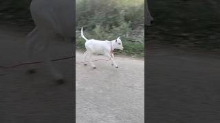 🔥வெள்ளை கன்னுகுட்டி💥 #shorts #shortvideo #bull #bullrace #jallikattu