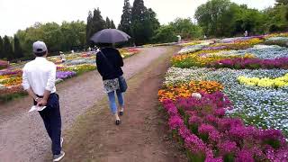 20190512_#大分県竹田市 #くじゅう花公園 100万本の花々に癒される 春の七色花祭り 満開！