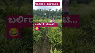 Ginger farming #ginger #ginger farming #ಶುಂಠಿ #viral #trending