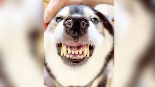 柴犬が鼻ちょうちんを出しながら、ものすごーく訴えてきます！！