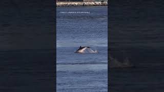 Dolphins were captured on video swimming just off of 96th Street in Manhattan