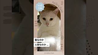 「猫になっちゃった？！」 #nekochan #猫 #ねこ #ねこのいる暮らし #ねこ部 #ilovemycat #catlover #転生 （VOICEVOX:青山龍星）