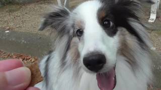 【可愛いシェルティ】忍耐力の付け方。Cute Sheltie: Learning method of perseverance.