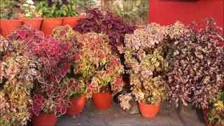 COLOURFUL COLEUS