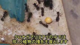 クロナガアリを観察！ライズのアリ王国計画㊺