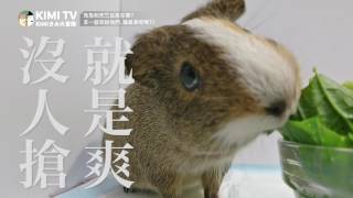 KIMIきみ動物園 / 兔兔阿吐和天竺鼠韓籍，誰比較貪吃呢？！