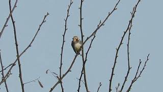 Chestnut-cheeked Starling／コムクドリ