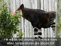 okapi calf 2012