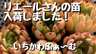 リエールさんの苗入荷！